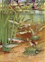 Épinoches et leurs nids